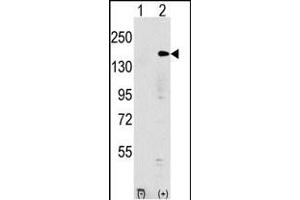 Western blot analysis of EHMT1 (arrow) using rabbit polyclonal EHMT1 Antibody (N-term) (ABIN387854 and ABIN2844016).