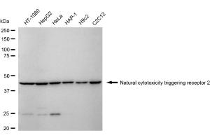 anti-Natural Cytotoxicity Triggering Receptor 2 (NCR2) antibody