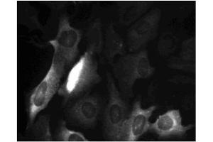 Immunofluorescence (IF) image for anti-Cyclin B1 (CCNB1) (AA 1-21) antibody (ABIN967426)