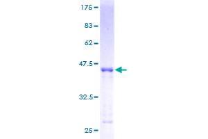 Image no. 1 for Mitochondrial Ribosomal Protein S27 (MRPS27) (AA 51-168) protein (GST tag) (ABIN1311374)