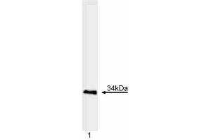 Western blot analysis of Myogenin. (Myogenin anticorps  (AA 30-224))