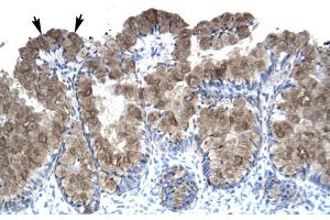 Human Intestine; ASGR2 antibody - N-terminal region in Human Intestine cells using Immunohistochemistry