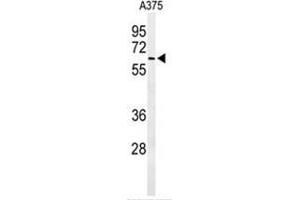 Western blot analysis of ALG10 Antibody (N-term) in A375 cell line lysates (35 µg/lane).