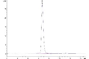 The purity of Human Siglec-3 is greater than 95 % as determined by SEC-HPLC.