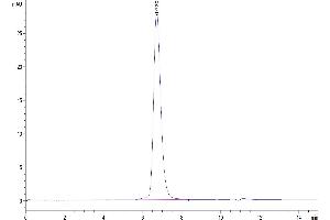 The purity of Human Siglec-3 is greater than 95 % as determined by SEC-HPLC. (CD33 Protein (CD33) (AA 18-259) (Fc Tag))