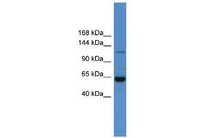 WB Suggested Anti-Hdac6 Antibody Titration:  0. (HDAC6 anticorps  (N-Term))