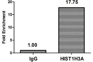 Chromatin Immunoprecipitation Hela (4*10 6 , treated with 100nM calyculin A for 60 min) were treated with Micrococcal Nuclease, sonicated, and immunoprecipitated with 5 μg anti-HIST1H3A (ABIN7139628) or a control normal rabbit IgG. (HIST1H3A anticorps  (pThr3))