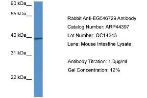 Western Blotting (WB) image for anti-Calcium Homeostasis Modulator 1 (CALHM1) (C-Term) antibody (ABIN2781845)