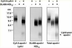 Western Blot of Anti-Apolipoprotein AI.