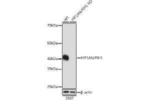 Western blot analysis of extracts from wild type (WT) and HIF1AN/FIH1 knockout (KO) 293T cells, using HIF1AN/FIH1 antibody (ABIN7267820) at 1:1000 dilution. (HIF1AN anticorps)
