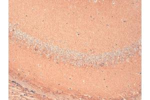 Immunohistochemistry analysis using Mouse Anti-HCN1 Monoclonal Antibody, Clone S70-28 . (HCN1 anticorps  (AA 778-910) (PerCP))