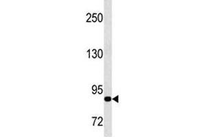 MMP9 antibody western blot analysis in CEM lysate.