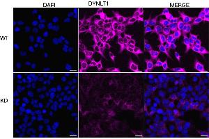 Immunocytochemical staining of HeLa cells using DYNLT1 antibody (ABIN7798405), 1:1,000), Top panel: wild-type (WT), Bottom panal: DYNLT1 shRNA knockdown (KD).