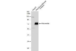 WB Image HepG2 whole cell extract and conditioned medium (30 μg) were separated by 10% SDS-PAGE, and the membrane was blotted with Vitronectin antibody , diluted at 1:1000. (Vitronectin anticorps)