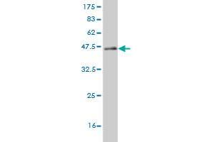 Western Blot detection against Immunogen (44.