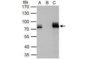IP Image DRIL1 antibody immunoprecipitates DRIL1 protein in IP experiments. (ARID3A anticorps  (Internal Region))