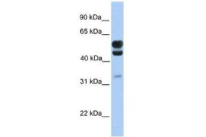 C3ORF64 antibody used at 1 ug/ml to detect target protein. (AER61 anticorps  (C-Term))