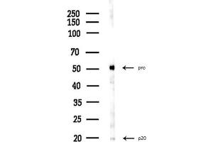 anti-Caspase 5, Apoptosis-Related Cysteine Peptidase (CASP5) antibody