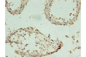 Immunohistochemistry of paraffin-embedded human testis tissue using ABIN7154130 at dilution of 1:100