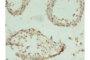 Immunohistochemistry of paraffin-embedded human testis tissue using ABIN7154130 at dilution of 1:100 (CHAC1 anticorps  (AA 43-264))