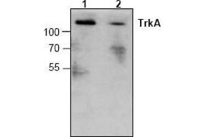 Image no. 1 for anti-Neurotrophic Tyrosine Kinase, Receptor, Type 1 (NTRK1) antibody (ABIN127050) (TRKA anticorps)