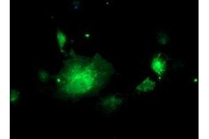 Anti-NIF3L1 mouse monoclonal antibody (ABIN2455121) immunofluorescent staining of COS7 cells transiently transfected by pCMV6-ENTRY NIF3L1 (RC200827). (NIF3L1 anticorps)