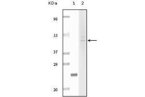 Western Blot showing Fibulin5 antibody used against truncated fibulin5 recombinant protein (1) and Hela cell lysate (2). (Fibulin 5 anticorps)