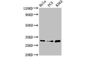 Western Blot Positive WB detected in: Hela whole cell lysate, PC-3 whole cell lysate, K562 whole cell lysate All lanes: PSMA1 antibody at 3.