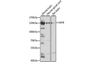 Western blot analysis of extracts of various cell lines, using SAFB antibody. (SAFB anticorps  (AA 1-200))
