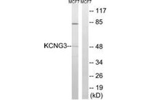 Western blot analysis of extracts from MCF-7 cells, using KCNG3 Antibody. (KCNG3 anticorps  (AA 183-232))
