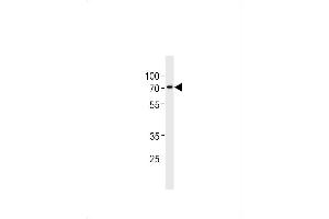 ST7L Antibody (C-term) (ABIN1881844 and ABIN2843445) western blot analysis in  cell line lysates (35 μg/lane). (ST7L anticorps  (C-Term))