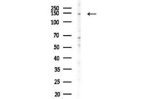 Western blot analysis of lysates from  cells(LPS, 4h treatment), using CAM Antibody at 1/1000 dilution. (CAMTA2 anticorps  (C-Term))