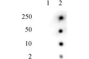 Histone H2AK119ub antibody tested by Dot blot. (Histone H2A anticorps  (ubLys119))