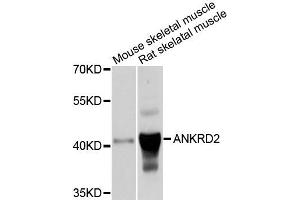 Western blot analysis of extracts of mouse skeletal muscle and rat skeletal muscle cells, using ANKRD2 antibody. (ANKRD2 anticorps)