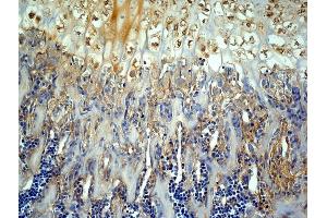 Generously provided by Markus Linder from Medical University Vienna as part of the Bioss Discovery Program.