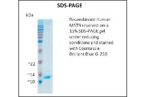 SDS-PAGE (SDS) image for Myostatin (MSTN) (Active) protein (ABIN5509311) (MSTN Protéine)