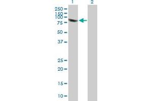 Western Blot analysis of PLEKHA4 expression in transfected 293T cell line by PLEKHA4 MaxPab polyclonal antibody. (PLEKHA4 anticorps  (AA 1-583))