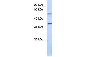 Western Blotting (WB) image for anti-Tight Junction Associated Protein 1 (Peripheral) (TJAP1) antibody (ABIN2458690) (TJAP1 anticorps)