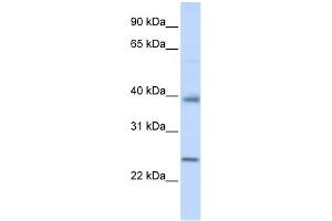 Claudin 7 antibody used at 1 ug/ml to detect target protein. (Claudin 7 anticorps  (C-Term))