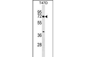 ZN Antibody (N-term) (ABIN1538946 and ABIN2849392) western blot analysis in T47D cell line lysates (35 μg/lane). (ZNF563 anticorps  (N-Term))