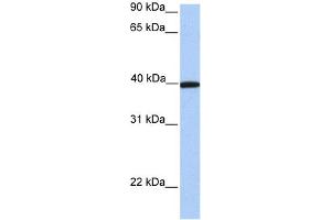 WB Suggested Anti-APOA4 Antibody Titration: 0. (APOA4 anticorps  (C-Term))