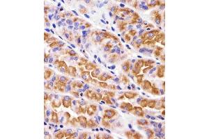 Immunohistochemical analysis of paraffin-embedded H.