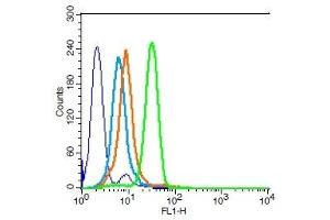 Human HL-60 cells probed with Integrin beta 3 Polyclonal Antibody, Unconjugated  (green) at 1:100 for 30 minutes followed by a FITC conjugated secondary antibody compared to unstained cells (blue), secondary only (light blue), and isotype control (orange). (Integrin beta 3 anticorps  (AA 27-120))