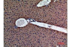 Immunohistochemistry (IHC) analysis of paraffin-embedded Mouse Liver, antibody was diluted at 1:100.