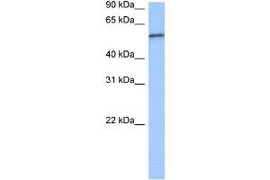 WB Suggested Anti-RPUSD2 Antibody Titration:  0. (RPUSD2 anticorps  (C-Term))