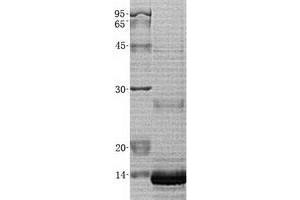 Validation with Western Blot