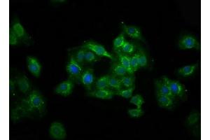 Immunofluorescence staining of HepG2 cells with ABIN7174591 at 1:100, counter-stained with DAPI. (UBXN2A anticorps  (AA 15-162))