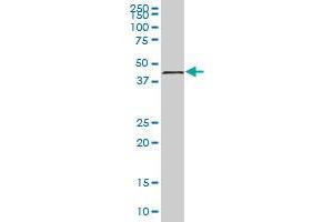 TMOD1 MaxPab polyclonal antibody.