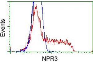 Image no. 1 for anti-Atrial Natriuretic Peptide Receptor 3 (NPR3) antibody (ABIN1499806) (NPR3 anticorps)