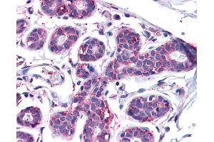 Anti-MFI2 antibody IHC of human breast.
